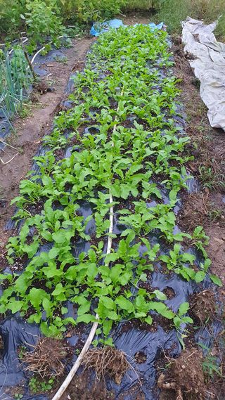 서동욱님의 기타작물 · 영농일지 작성글 사진