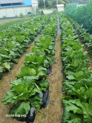 권병☆님의 배추 · 영농일지 작성글 사진