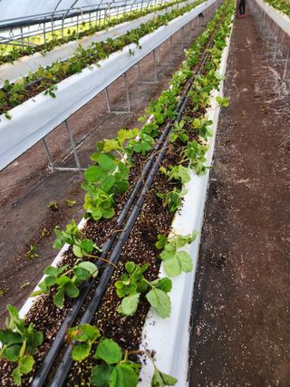 상월딸기 박명근님의 딸기 · 영농일지 작성글 사진