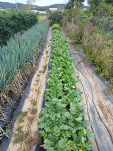 팜모닝 기타작물·영농일지 게시글 이미지