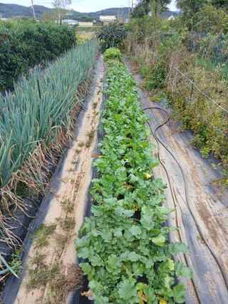 백영호님의 기타작물 · 영농일지 작성글 사진