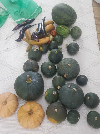 시금치10393님의 호박 · 영농일지 작성글 사진