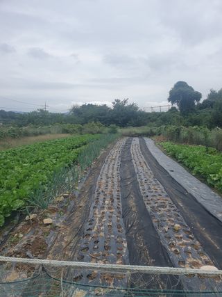 양파12861님의 배추 · 영농일지 작성글 사진
