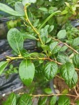 팜모닝 블루베리·영농일지 게시글 이미지