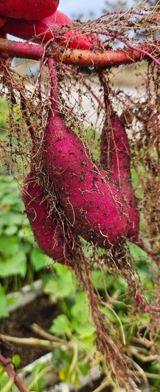 마늘17273님의 마늘 · 영농일지 작성글 사진