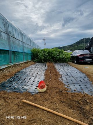 류해창(제비울농부]님의 마늘 · 영농일지 작성글 사진