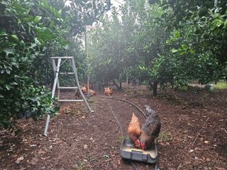 낭망치님의 귤 · 영농일지 작성글 사진