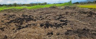 마늘17273님의 마늘 · 영농일지 작성글 사진