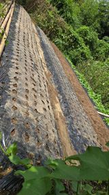 팜모닝 마늘·영농일지 게시글 이미지