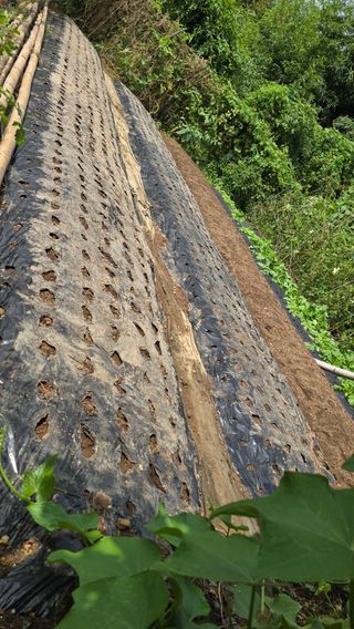 현금호님의 마늘 · 영농일지 작성글 사진