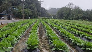 임일재님의 배추 · 영농일지 작성글 사진