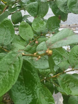 김명숙님의 블루베리 · 영농일지 작성글 사진