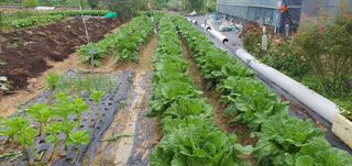 박상중님의 마늘 · 영농일지 작성글 사진