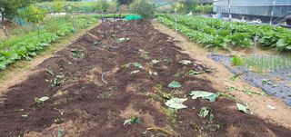 박상중님의 마늘 · 영농일지 작성글 사진