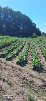 팜모닝 들깨·영농일지 게시글 이미지