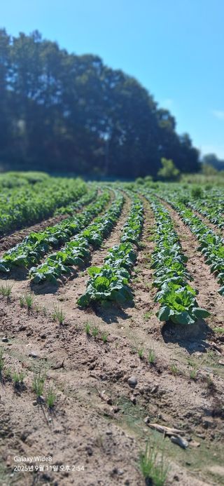 심 영훈님의 들깨 · 영농일지 작성글 사진