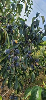 팜모닝 기타작물·영농일지 게시글 이미지