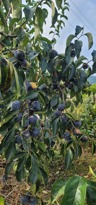 신영식님의 기타작물 · 영농일지 작성글 사진