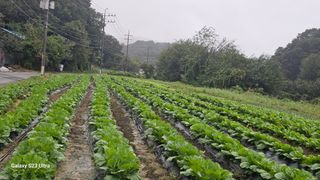 임일재님의 배추 · 영농일지 작성글 사진