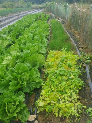 양파12861님의 배추 · 영농일지 작성글 사진