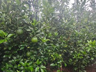 낭망치님의 귤 · 영농일지 작성글 사진