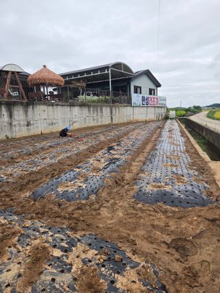 파인cool님의 마늘 · 영농일지 작성글 사진