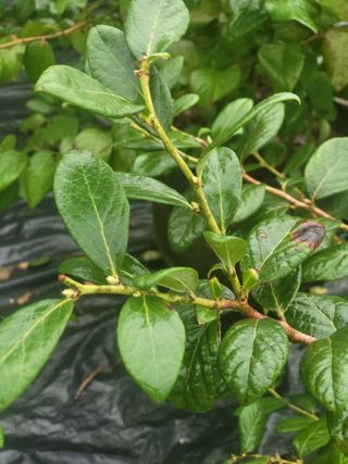 김명숙님의 블루베리 · 영농일지 작성글 사진