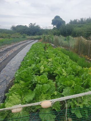 양파12861님의 배추 · 영농일지 작성글 사진