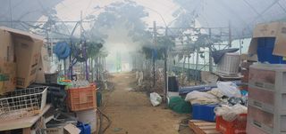 박상중님의 마늘 · 영농일지 작성글 사진