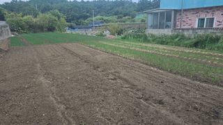 김영한님의 파 · 영농일지 작성글 사진