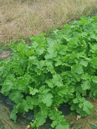 양파12861님의 배추 · 영농일지 작성글 사진