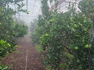 낭망치님의 귤 · 영농일지 작성글 사진