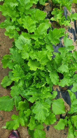 최영환님의 배추 · 영농일지 작성글 사진