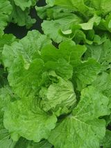 팜모닝 배추·영농일지 게시글 이미지