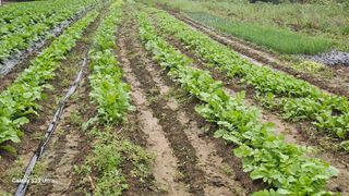 임일재님의 배추 · 영농일지 작성글 사진