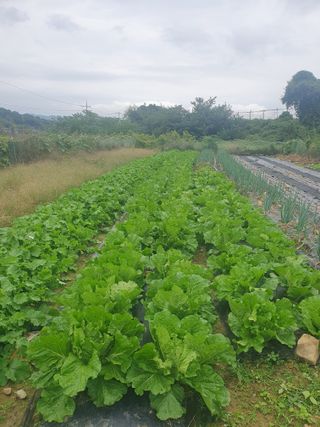 양파12861님의 배추 · 영농일지 작성글 사진