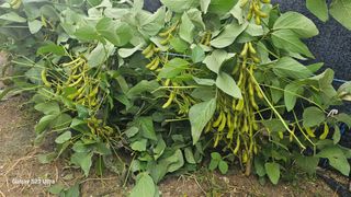 임일재님의 배추 · 영농일지 작성글 사진