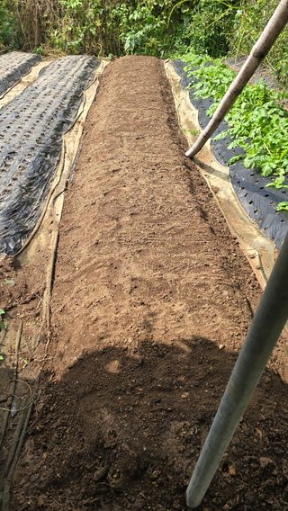 현금호님의 마늘 · 영농일지 작성글 사진