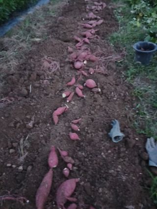 파키드&움메님의 고구마 · 영농일지 작성글 사진