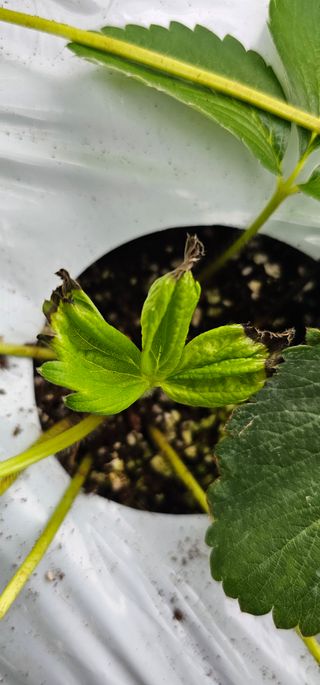 백암제이하우스님의 딸기 · 영농일지 작성글 사진