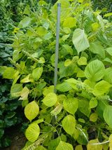 팜모닝 들깨·영농일지 게시글 이미지