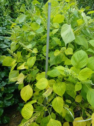 김광영님의 들깨 · 영농일지 작성글 사진