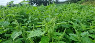 벼3583님의 기타작물 · 영농일지 작성글 사진