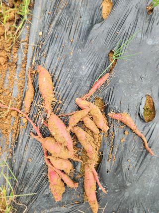 김영옥님의 기타작물 · 영농일지 작성글 사진