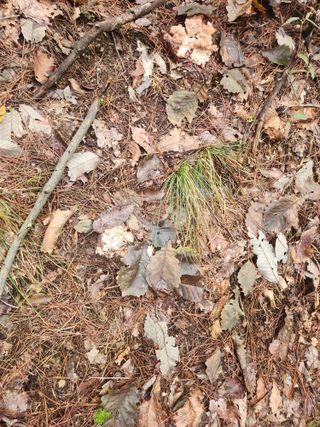 김영옥님의 기타작물 · 영농일지 작성글 사진