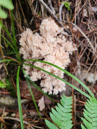 김영옥님의 기타작물 · 영농일지 작성글 사진