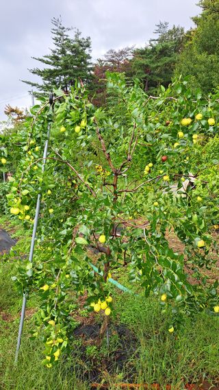 주윤발이님의 기타작물 · 영농일지 작성글 사진
