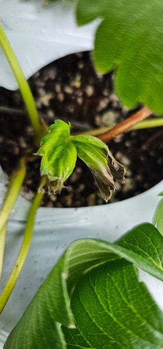 백암제이하우스님의 딸기 · 영농일지 작성글 사진