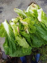 팜모닝 배추·영농일지 게시글 이미지