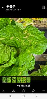 팜모닝 배추·영농일지 게시글 이미지